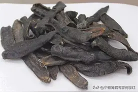 中药“水蛭”对肾功能衰竭有什么作用？图片