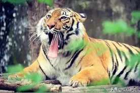 属虎的人最大优点和最大缺点是什么？图片