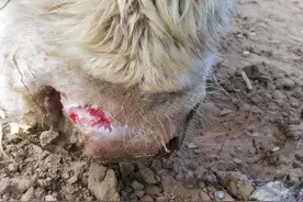 21种最常见牛病的治疗方法图片