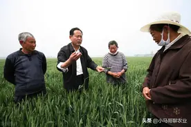 和去年不同，今年小麦返青期有4个管理要点，抓住了可争取高产图片