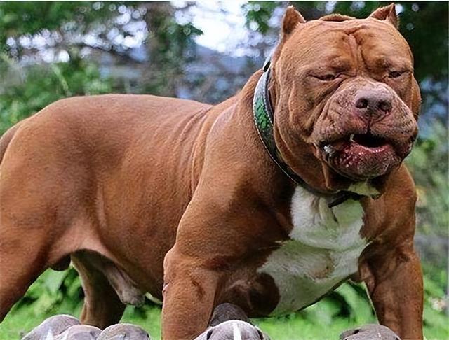 最凶猛的狗世界排行前十位图片,现存的最强猛犬能不能打过北美灰狼?