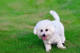 新手如何饲养好比熊犬图片