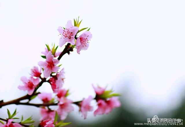 汾阳往事｜殷维明：杏花村游记——汾酒工业园林赏杏花