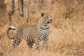 杭州1豹子仍在逃，猥琐发育超半年，3技能碾压老虎，屡次逃脱围捕图片