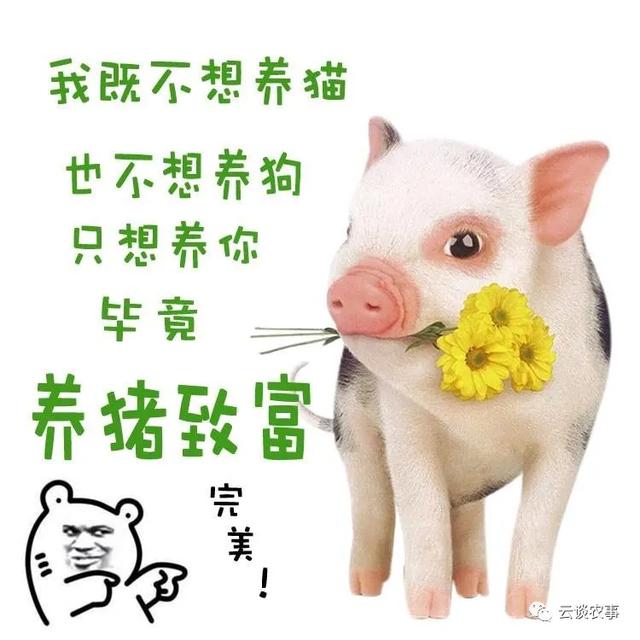养猪的常用饲料介绍（专业文章建议收藏）