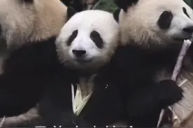 突然成“网红”，有人为了它爬树！人大代表回应……图片