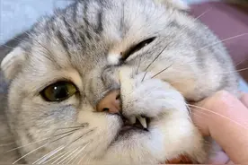 猫咪的这5种表现，其实是开始“恨你”了！你居然一点都不知道！图片