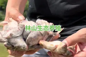 了解甲鱼吃什么 ？原来甲鱼竟然是吃这种东西。#三农 #优质农产品 #助农 #山卡卡的农村人