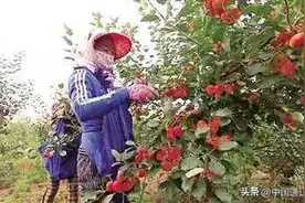 奈曼旗：小沙果成为香飘“致富果”图片