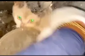 猫咪被困在排风井中长达一年，被救出时还胖乎乎的，多亏了居民们图片