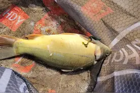 野钓流水中，鱼都在这些位置，不用打窝也能钓图片