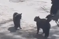 搞笑GIF：海底捞服务最好，不接受反驳哈哈哈图片