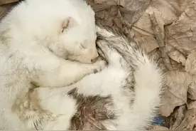 罕见雪貂现身四川成都！受伤后求助人类，为何说这并不是好事？图片