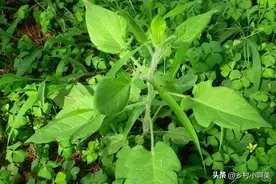 农村野外的抗癌良药，被称为“消癌草”，数量极其稀少，你可认得图片