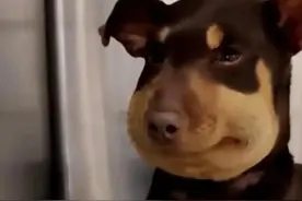 蜜蜂小狗究竟和蜜蜂有什么过节？怎么老被蛰？图片