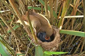鸠占鹊巢的“鸠”是什么鸟？天性邪恶狠毒，却被世人称颂两千年图片