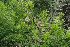 吉林天桥岭森警带你了解鸟中“屠夫”——红尾伯劳图片