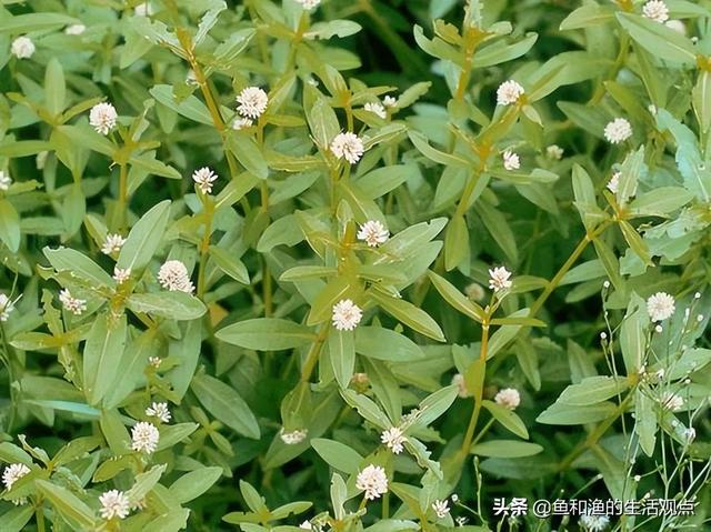 踏春必备“百草图”之三，身边那些有价值的野草，你能认识几种？