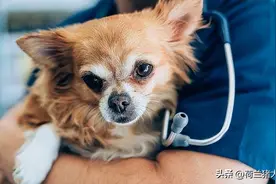 狗感染心丝虫有多可怕？图片