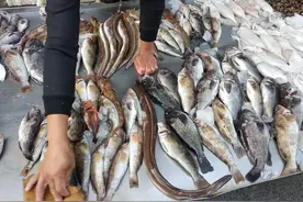 5种“最难吃”的海鱼，尤其是前3种，都是养殖的，你吃过哪几种？图片