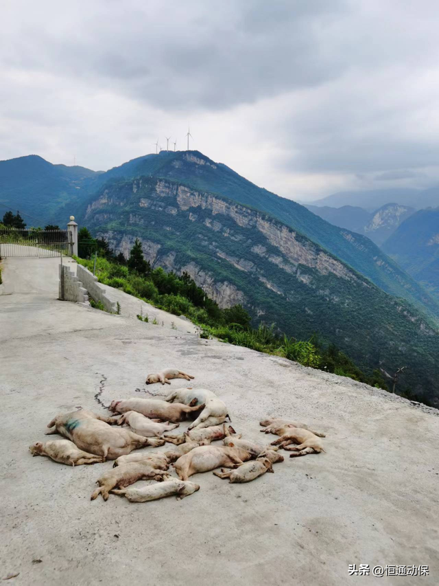 涓€鍒欎竾鑳藉師锛堝鏂规皑鍩洪吀锛夋敞灏勬恫璋冪悊寮变粩鐚殑瀹炶瘉妗堜緥