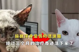 拯救患有皮肤病的流浪猫，三个月的治疗，医生都说能活是个奇迹图片
