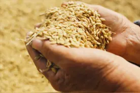 都是14亿人口，为何中国要满世界买粮食，印度却在大量出口粮食图片