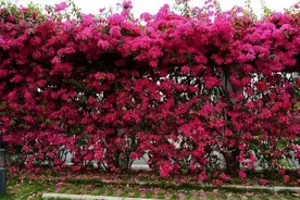 藤本类的巴西三角梅，不耗费你多余的时间，就能满足你的花墙愿望图片