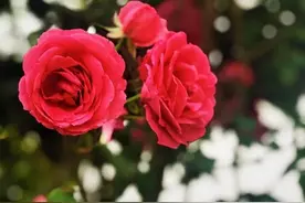 【朝花夕拾】之《狗猫鼠》赏析图片