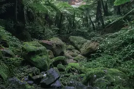 距成都仅2小时：发现侏罗纪植物林，探秘小众旅游景点桫椤峡谷图片
