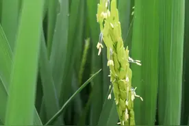 晚夏稻花诗词五首欣赏：最是稻花莲叶里，乱飞萤火似繁星图片