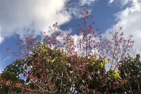 还没有结婚，准小姑子就开始欺负我，婚礼被迫取消图片