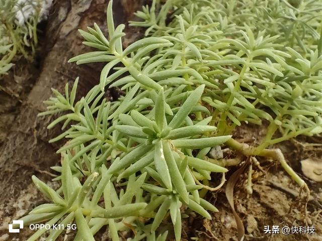 ��ս�ڰ���OPPO K11���⣺ͬ��λ�����ҵ�����ǿӰ���ֻ�