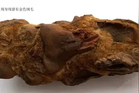 中药高清图片（一）图片