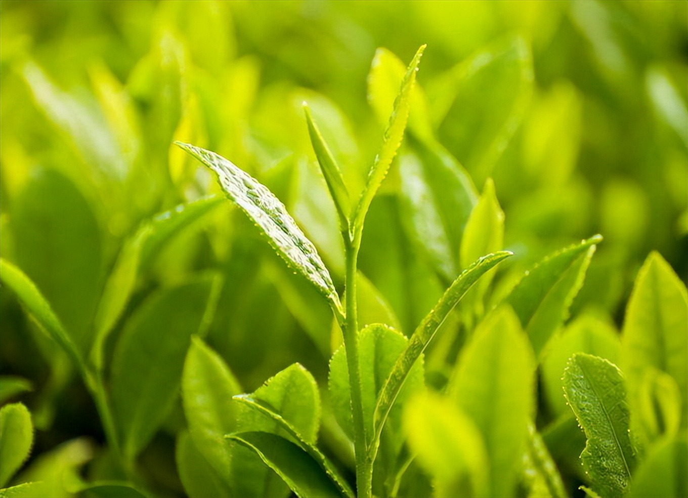 第四届中国诗歌诗词春晚会指定用茶：碎铜茶神仙茶
