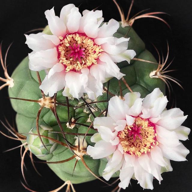 美丽/奇异花草欣赏系列——各种仙人球之新天地