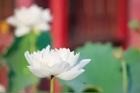 周杰伦效应带动了经济复苏，莫欺少年穷，终须有日龙穿凤图片