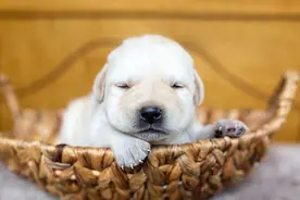 4个挑选拉布拉多犬的小技巧，教你挑出“健康好狗”图片