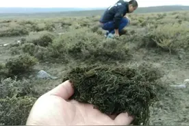 甘肃六人因摘“发菜”获刑，发菜是啥？为何能成为一级保护植物？图片
