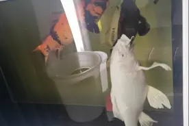 养锦鲤的水混浊怎么办！图片
