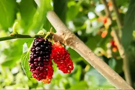 黄陂王家河甘露村桑葚采摘园在“五一”长假迎来采摘高峰期图片