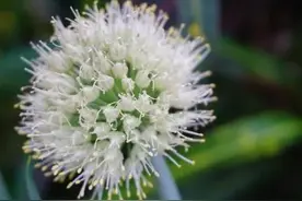 大葱幼苗期如何施肥好？看播种季节或控或促，您做对了吗？图片