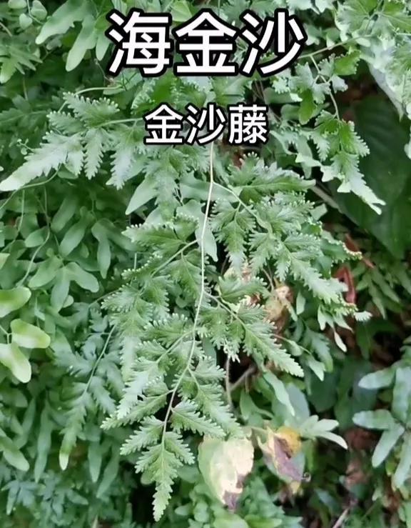 勿忘我茶的功效,中药排石,治疗肾结石,通淋排石中成药大全 - 凑外百科