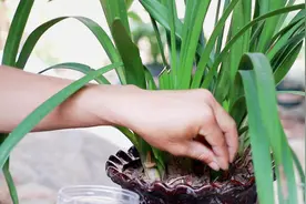 养兰花有“5怕”，知道它怕什么，尽量避免就好了图片