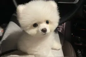 2022年哪种狗销量最高？去宠物店打听，原来这种最受欢迎图片