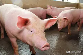 蓝小净说养猪：猪患红眼病、蓝耳病，只要对症下药一招轻松解决图片