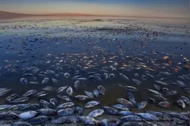 美国唯一没有法律的城市，由一群精神病组成，一闹矛盾就提枪干图片