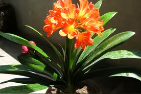 “屋角有三花，不贵也会发”是说啥？哪“三种花”能带来富贵？图片