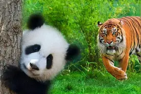 狮子和老虎为什么不吃大熊猫？是因为打不过吗？图片