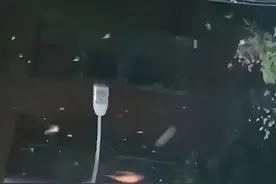 山东地震河南的燕子满天飞?地震局回应：可能受下雨天影响图片